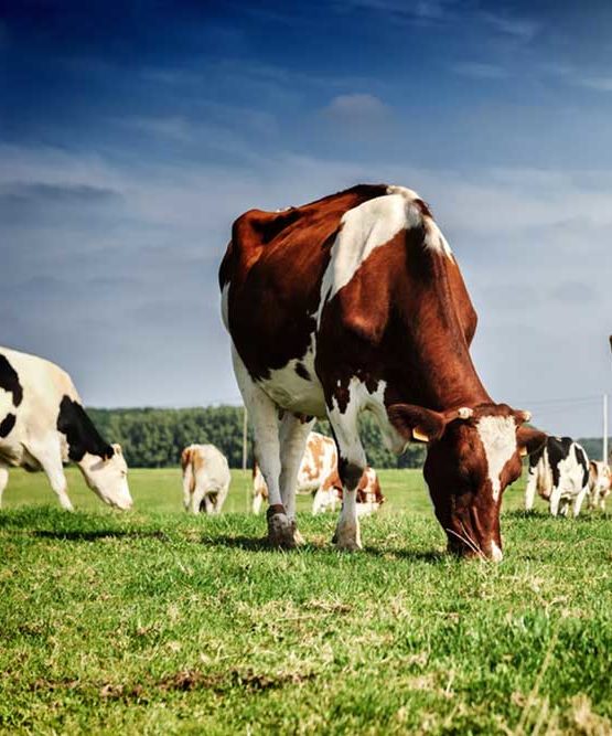 Cows grazing in an open field