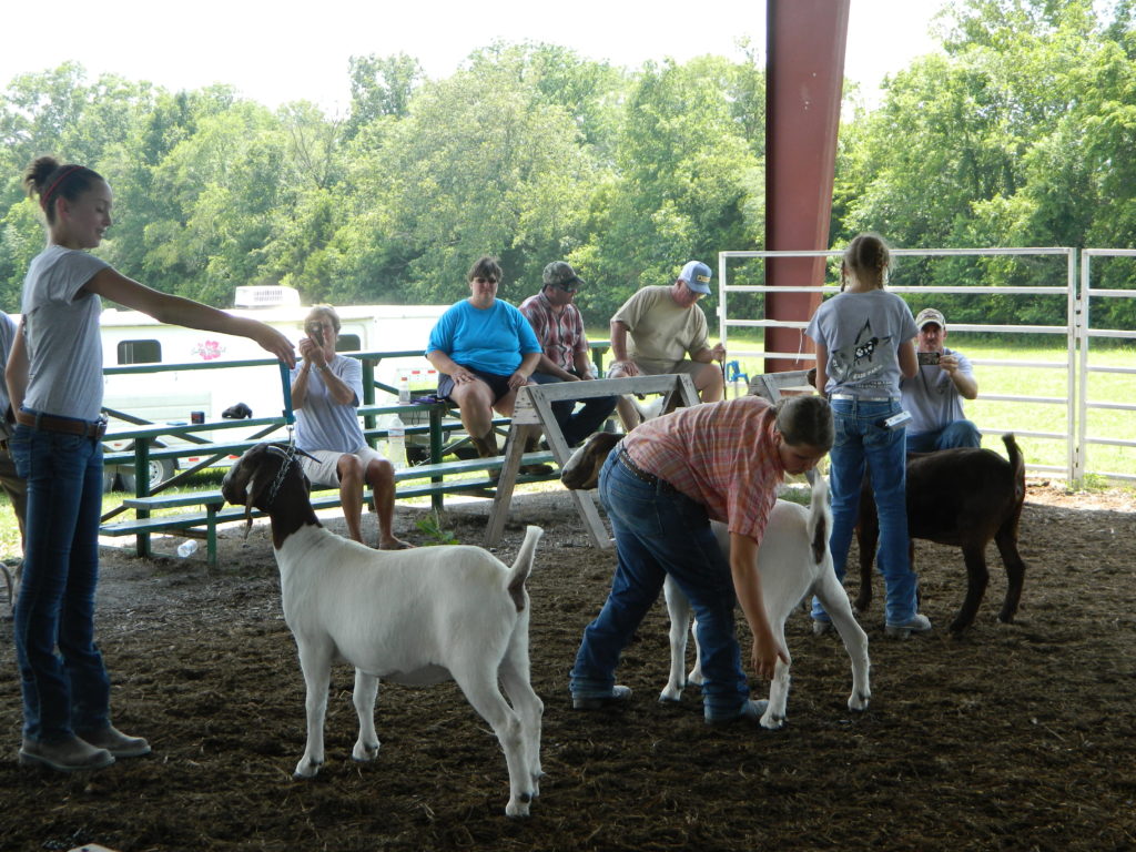 Preparing goats for the 4-H Livestock show presentation