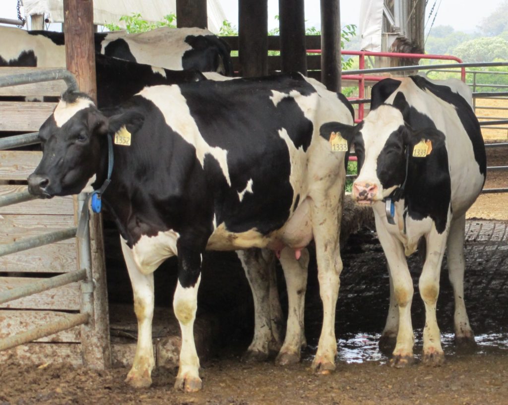 Dairy cows coming out of their pin