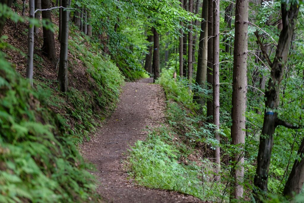 A trail in the woods