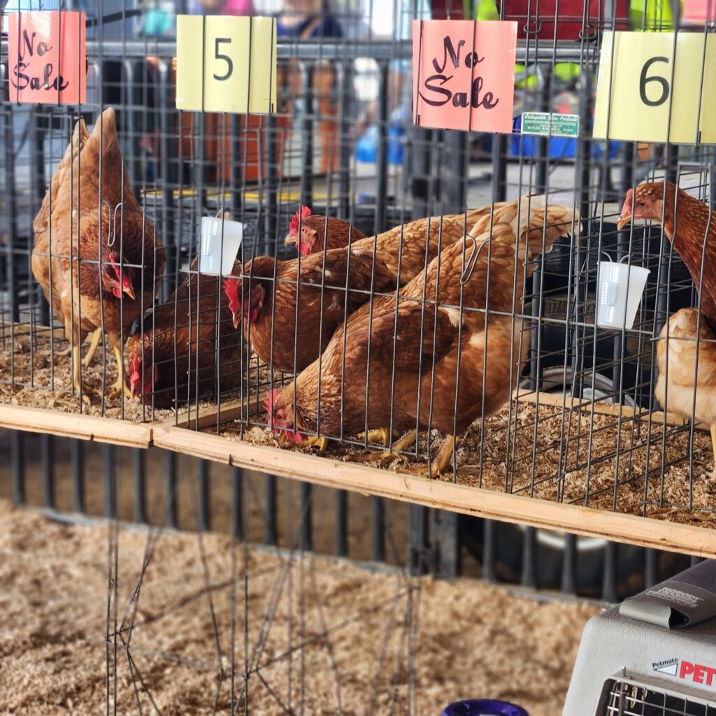 Chickens at the annual Chick Chain sale.