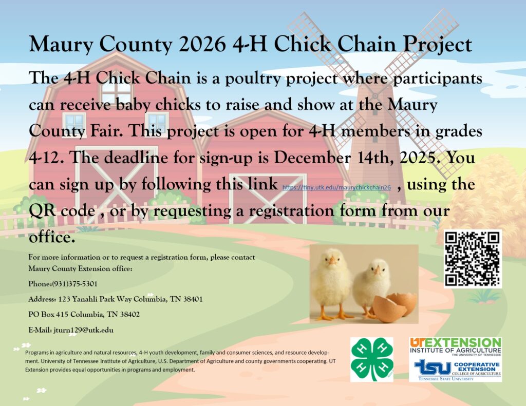 The 4-H Chick Chain is a poultry project where participants
can receive baby chicks to raise and show at the Maury
County Fair. This project is open for 4-H members in grades
4-12. The deadline for sign-up is December 14th, 2025. You
can sign up by following this link https://tiny.utk.edu/maurychickchain26 , using the QR code , or by requesting a registration form from our office.