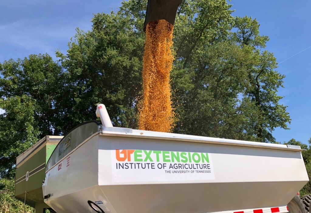 Corn going into UT weigh wagon