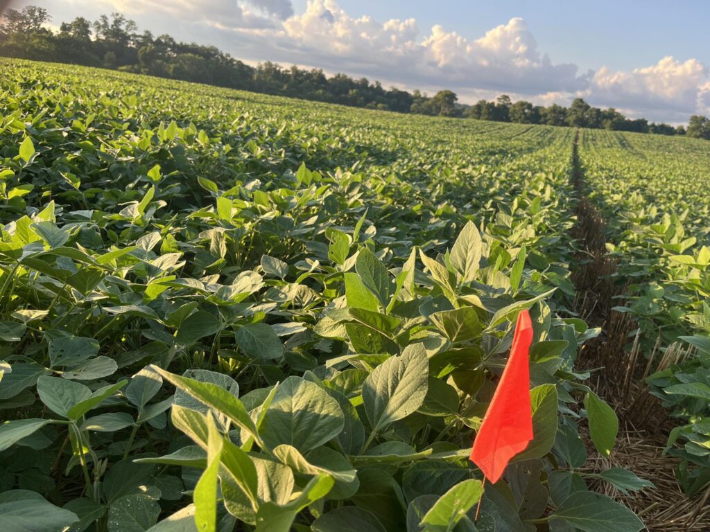 Soybean plot