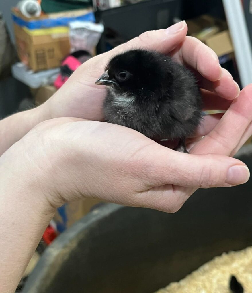 Baby chicks arrival for chick chain
