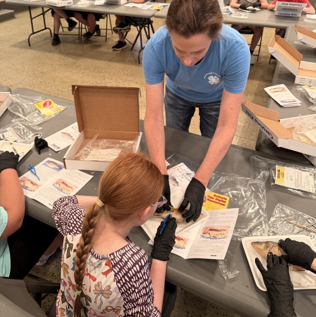 Fish dissection at vet science camp
