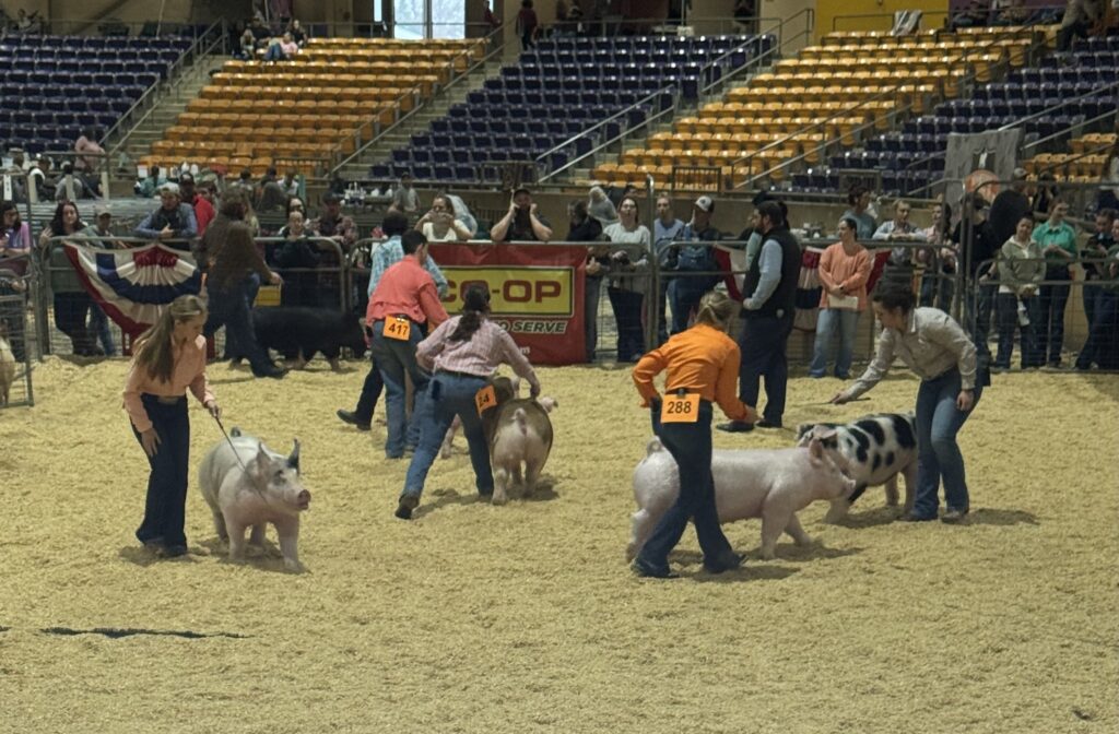 Youth exhibitors show hogs in the ring during the 2026 State Swine Expo.